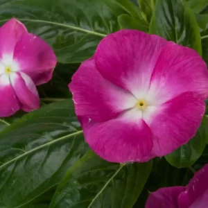Vinca Cora XDR Magenta Halo