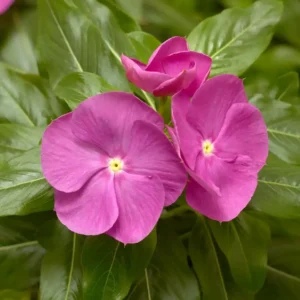 Vinca Cora XDR Orchid