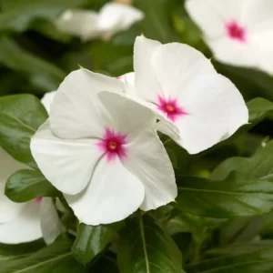 Vinca Cora XDR Polka Dot