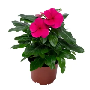 Vinca Cora XDR Punch