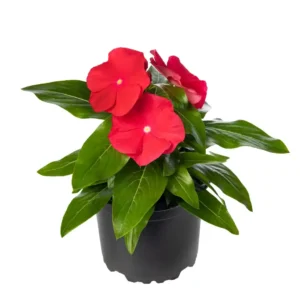 Vinca Cora XDR Red Glow