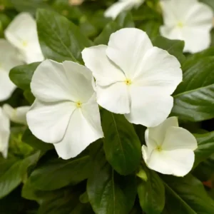 Vinca Cora XDR White