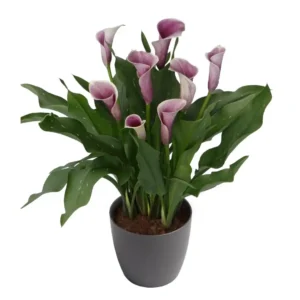 Calla Airbrush