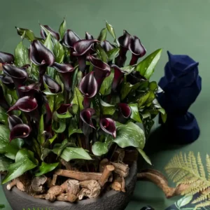 Calla Arabian Night