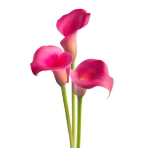Calla Pink Harmony