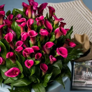 Calla Pink Harmony
