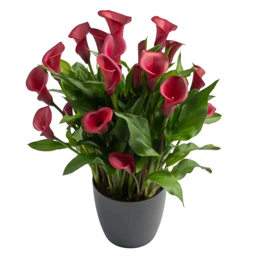 Calla Red Salsa