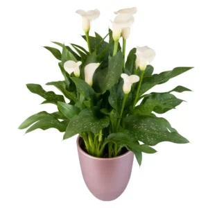 Calla White Flirt