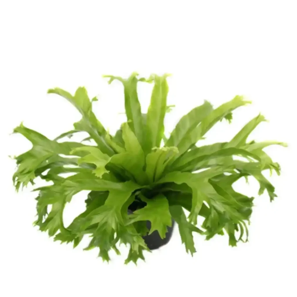 Asplenium Crissie