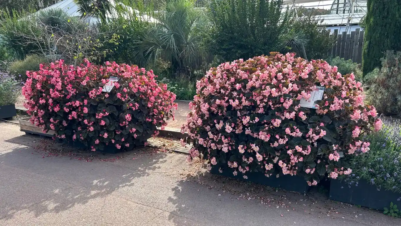 Begonia Stonehedge o Begonia Roca: Más grande que la BIG