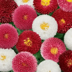 Bellis Bellissima