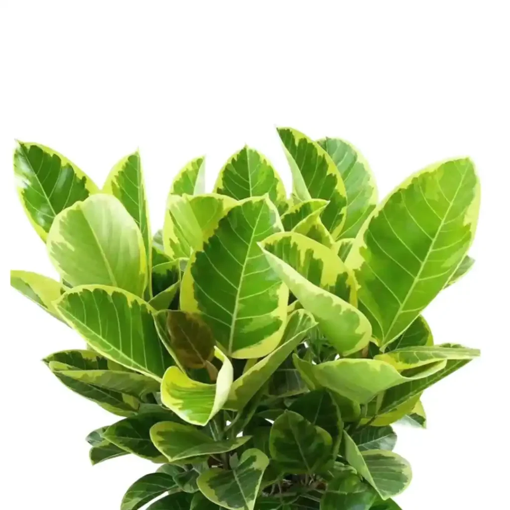 Benghalensis Variegata