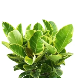 Benghalensis Variegata