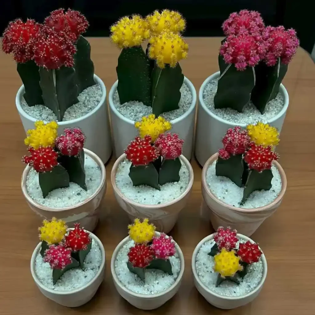 Cactus Coreanos