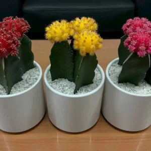 Cactus Coreanos