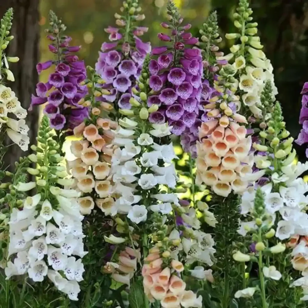 Digitalis Dalmatian