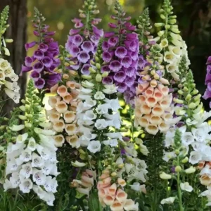 Digitalis Dalmatian