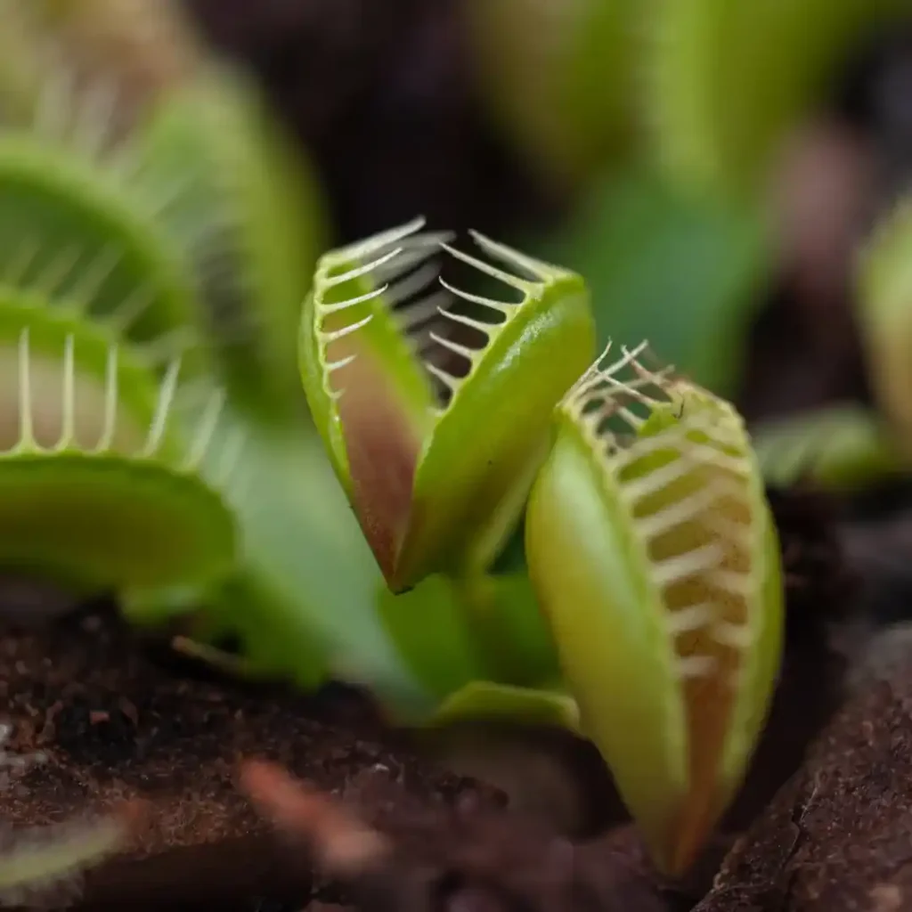 Dionaea