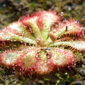 Drosera