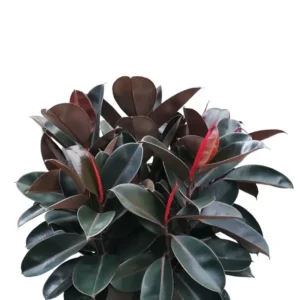 Elastica Dark Burgundy