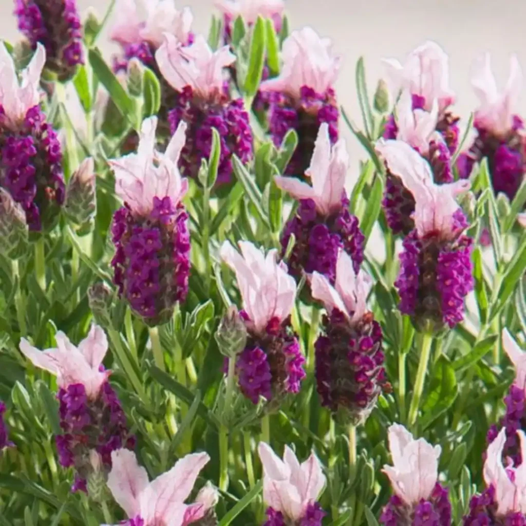 Lavandula Bandera