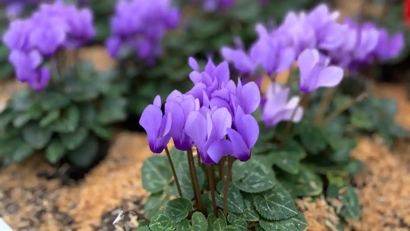 Nuevo cyclamen azul: conócelo
