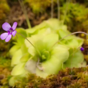 Pinguicula